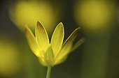 Fig Buttercup Flower France