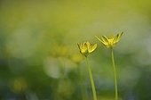 Fig Buttercup Flowers France