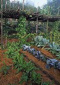 The Garden of Paradise in Cordes-sur-Ciel in the Tarn France ; Dock, Headed cabbage 'Rouge tête noire', Cabbage 'Coeur de boeuf'and Scarlet runner.<br>Landscaping: Ossart-Maurières