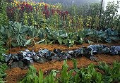 The Garden of Paradise in Cordes-sur-Ciel in the Tarn France ; Dock, Headed cabbage 'Rouge tête noire', Cabbage 'Coeur de boeuf', Amaranth ‘Pourpre’, Helianthus and Yardlong bean.<br>Landscaping: Ossart-Maurières