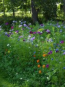Prairie flowers in summer Jardin de Campagne France
