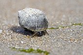 Common Periwinckle on the beach at Veules-les-Roses