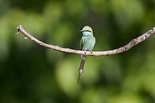 Little Green Bee-eater on a branch Bardia NP Nepal