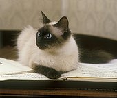 Siamese seal point cat lying on a piano 