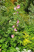Hollyhock 'Antwerp Mise' in bloom in a garden