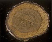 Annual growth rings on an Oak trunk