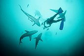 Plongeur et Requins Bordés Afrique du Sud Océan Indien