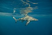 Requin Bordé sous la surface Afrique du Sud Océan Indien