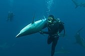 Plongeur tenant un Requin Bordé en immobilité tonique