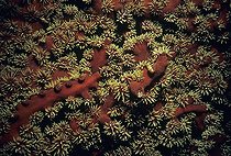 Arborescent Tubastrea Coral Red Sea Egypt
