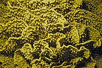 Yellow Turbinaria Coral in the Red Sea Egypt