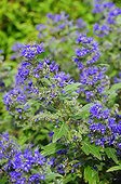 Purple viper bugloss in bloom in a garden