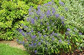 Purple viper bugloss in bloom in a garden