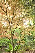 Maple' Atropurpereum' Arboretum des Prés des Culands ; Arboretum des Prés des Culands or the National Conservatory of Holly 