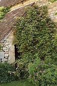 Actinidia creeping along a wall Drulon Gardens ; Les Jardins de Drulon