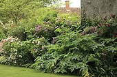 Giant hogweed and Rose Gardens Roquelin France 