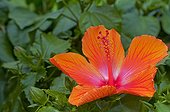 Hibiscus in bloom in a garden