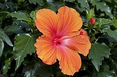 Hibiscus in bloom in a garden