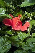 Hibiscus in bloom in a garden