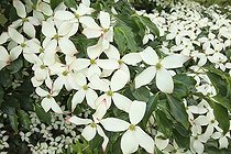 Flowering Dogwood 'National' The Garden of Valerian ; Le Jardin de Valériane