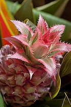 Pineapple 'Variegatus' in an exotic garden