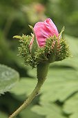 Rose 'Chapeau de Napoléon' 'Cresred Moss' Jardin des Lianes ; Le jardin des lianes