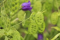 Pods of Crops-honesty