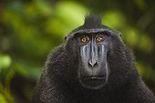 Male crested black macaque Sulawesi ; Endangered species, threatened through loss of habitat and bush meat trade