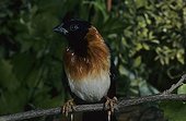 Long-tailed Paradise Whydah