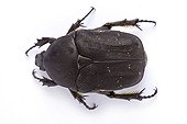 Protaetia beetle  in studio 