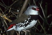 Diamond firetail
