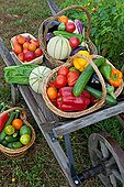 Wheelbarrow fruit and vegetable garden in Provence France