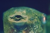 Close-up of mouth of a tadpole Common Midwife Toad
