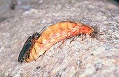 Couple Common glow-worm mating