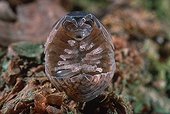 Pill Woodlouse rolled in upside down