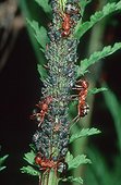 Red Barbed Ants milking Aphids colony on stem