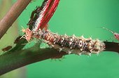 Larva of Hover-fly eating a Rose Aphid