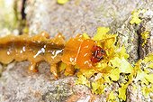 Head close-up of a beetle larva on decaying timber