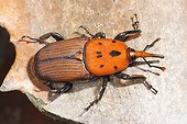 Red Palm Weevil