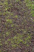 Coating of pozzolana on a grassy path