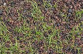 Coating of pozzolana on a grassy path