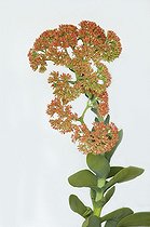 Crassula en fleur en studio