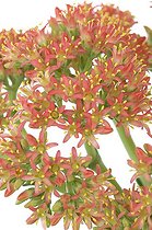 Crassula en fleur en studio