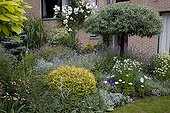 Spiraea 'Golden Princess' and perennials in a garden