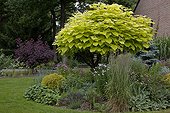Catalpa 'Aurea' and perennials in a garden