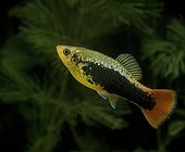 Variable Platyfish 'Tuxedo'