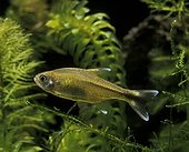 Silvertip tetra