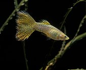 Guppy male in aquarium