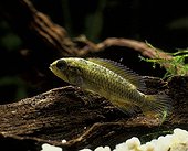Agassiz dwarf cichlid