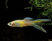 Lyre tail male Guppy
